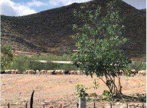 Quinta de gado na propriedade rústica em Los Remolinos